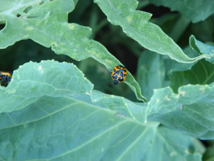 Here, A lone Harlequin Bug teeters on the edge. . . except there is no such thing as a lone Harlequin Bug.