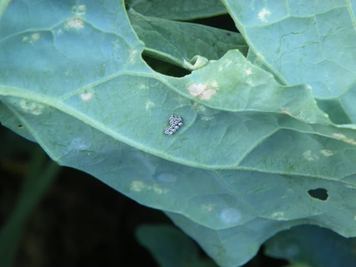 Harlequin Bug eggs look like little rows of sushi. Notice that there is exactly 12 barrel shaped eggs. They will hatch in about 4–10 days with the warm weather that we are having here.