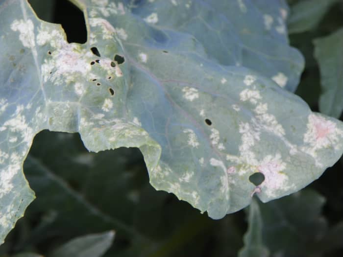 The damage Harlequin Bugs have done on this leaf is so severe that it is not reversible. As this leaf dies, the host plant becomes weaker until death takes it too.