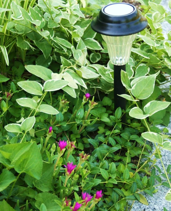 Alone or with other ground covers, Delosperma adds a splash of color to your landscape.