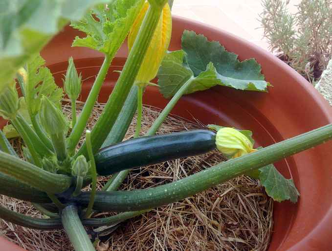 Organic Container Gardening Growing Zucchini (Courgettes) in Pots