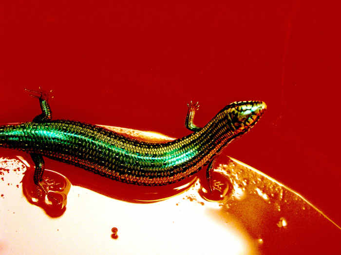 Can You Use Lizards Indoors for Pest Control? Dengarden