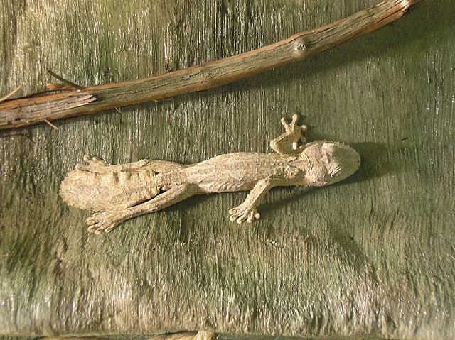 Levél farkú Gecko