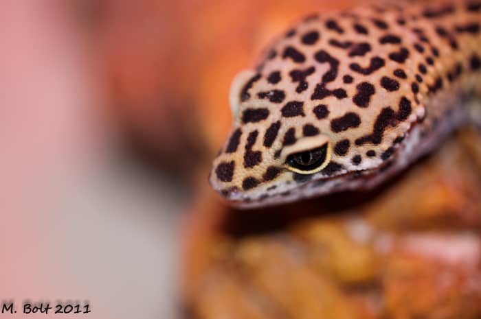 Leopard gekko