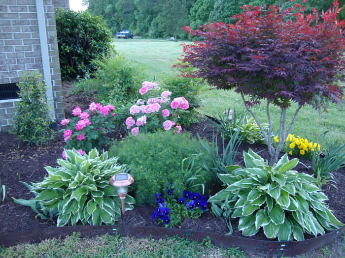 Variegated Hostas provide a wonderful border and a small but full Japanese Maple completes this corner of the bed beautifully.