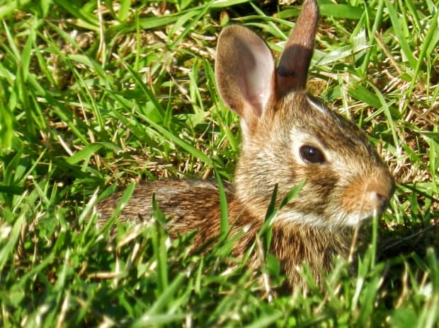 Rabbits stand still so predators don't notice them. This rabbit doesn't seem to think it is in trouble.