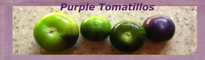 Purple tomatillos can be eaten when green for a traditional, tangy flavor. When fully ripe, the purple tomatillo will darken to a full-purple color and will develop a sweeter flavor.