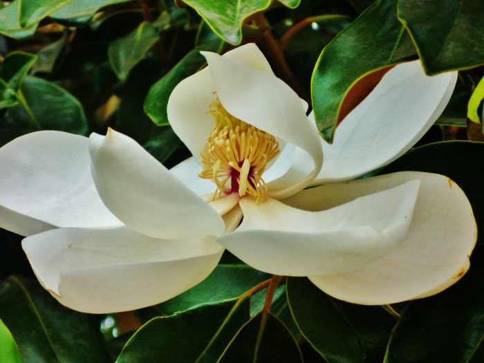 Southern Magnolia Tree Facts in Deep South Landscapes Dengarden