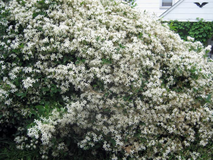 The frothy confection of a Sweet Autumn Clematis vine looks lovely on a trellis or cascading over a wall or fence.