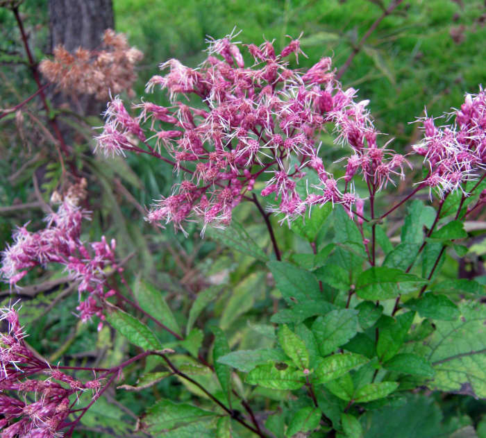 Joe Pye Weed attracts butterflies and hummingbirds and can reach seven feet in height.