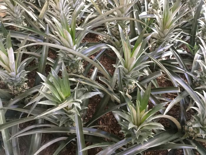 In warm climates, you can plant pineapples in the garden as attractive bedding plants.