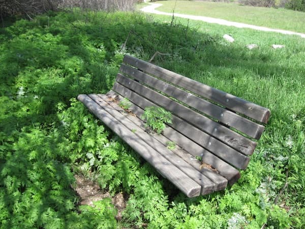 A park bench in midst of a forest of young poison hemlock. One plant is even growing right through the seat of the bench. Taken in winter or early spring at Lawrence Moore Park in Paso Robles.
