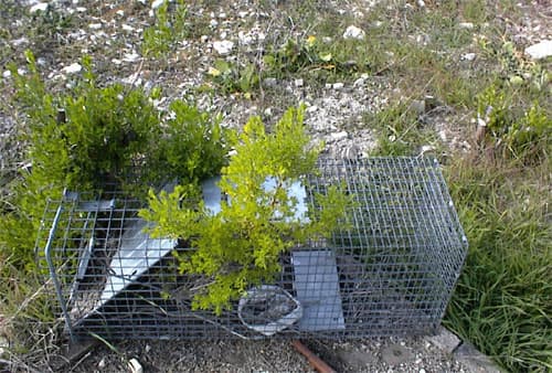 This is the trapped trap, unlucky enough to be neglected and forgotten while the coyote bush was germinating under it. Another coyote bush trick.