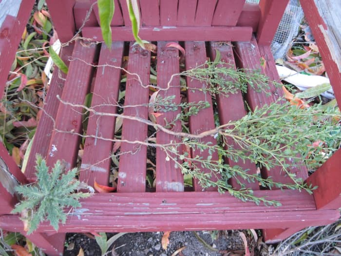 These show you the roots on some smaller plants. Any plant higher than about four inches has a pretty long tap root in proportion to its height. The plant at front left is not coyote bush. I think its a thistle.