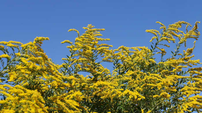 Berberis thunbergii produces big flower displays, but creates thickets that crowd out native plants and harbor ticks.
