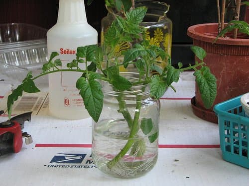 Tomato cuttings placed in water to root. Not my preferred method, but it'll still work most of the time.