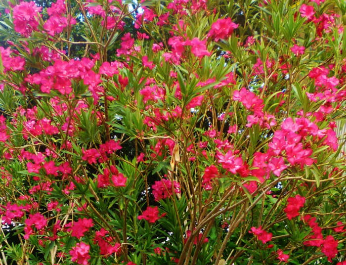 Oleander: Hardy, Evergreen Southern Beauty (With Pictures) - Dengarden ...