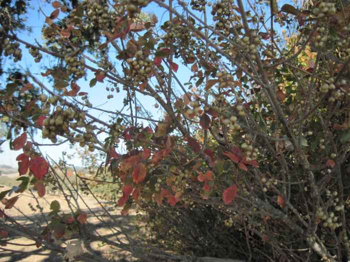 These berries were in the clump of poison oak under that tree in the top picture on this hub. You can see the berries better if you click the picture.