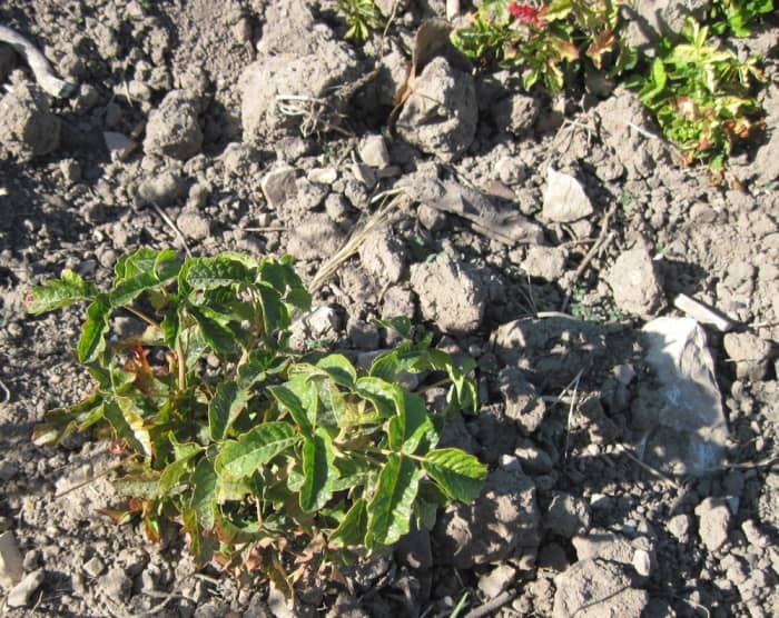 Baby poison oak plant. Notice the three-fold leaves and how shiny the plant is, with some tinges of red.