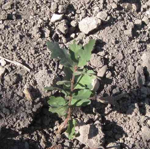 White oak seedling: Although the leaves are lobed around the edges (or they may look like holly if they are live oaks), they are single leaves and have a more dull than shiny surface. They are often growing right next to poison oak.