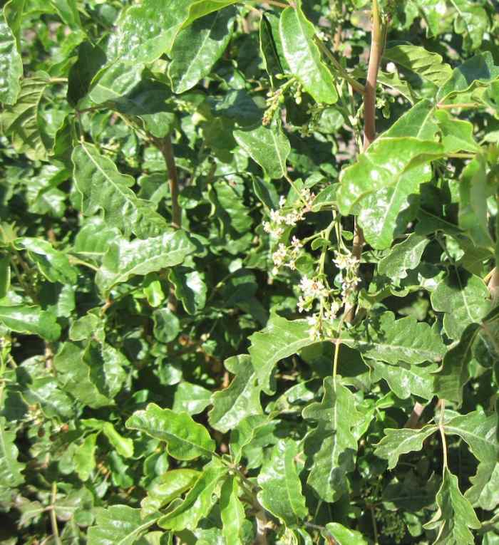 These flowers and berries are from the poison oak in my own yard. You can make the picture much larger if you click it.
