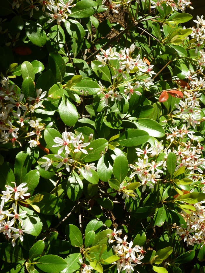 Drought-Resistant Evergreen Flowering Shrubs: Indian Hawthorns - Dengarden