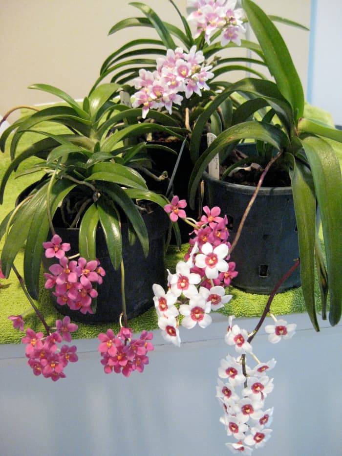 The Sarcochilus Orchid: Spectacular Flowering & Easy to Grow - Dengarden