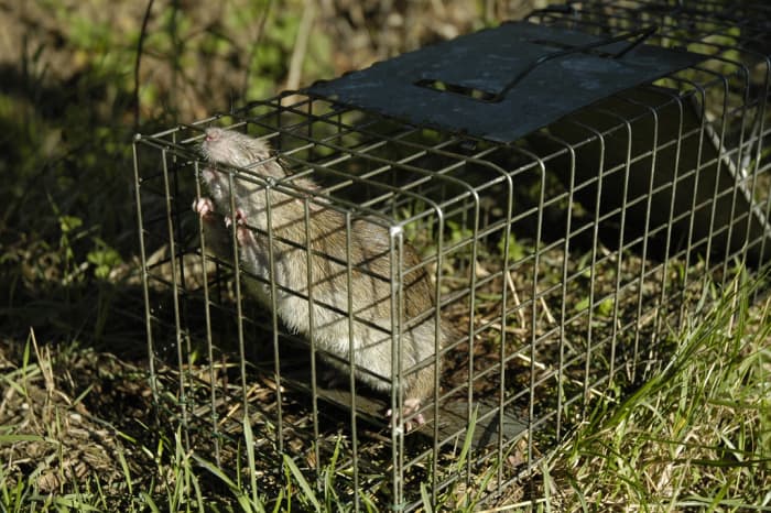 Humane Mousetraps