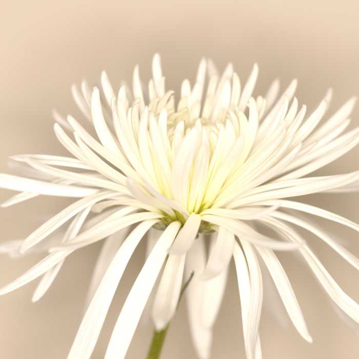 LongLasting Cut Flowers for Your Bouquets Dengarden