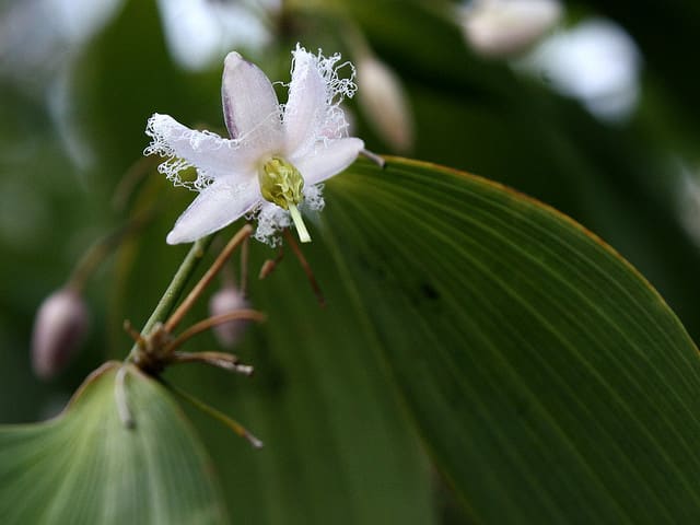 The flowers of Eustrephus latifolius have alternately-arranged fringed petals and petals without fringes.