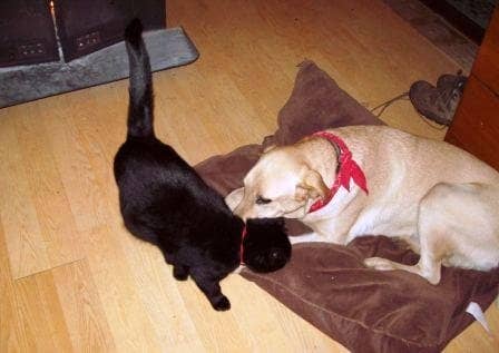 My animals love being near the wood stove. It's such a family-oriented affair.