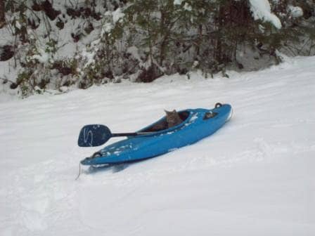 This is the part about "rolling with it". We took out our kayaks and went "kayaking" in the snow. Meanwhile, our cat wanted to join in on the fun.