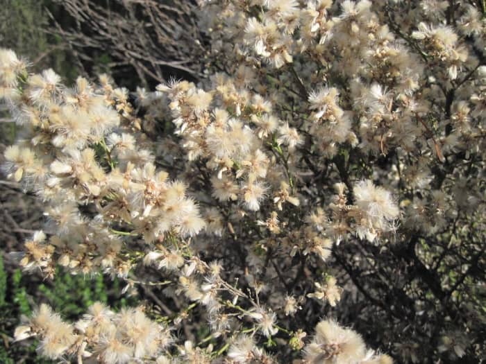 Close-up of blooming coyote brush getting ready to disburse its seeds, which will be carried by the wind to make new plants.