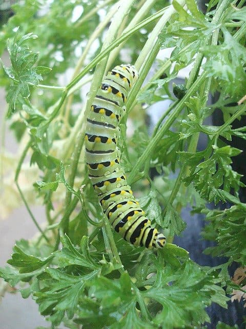 Guide to Parsley Pests - Dengarden