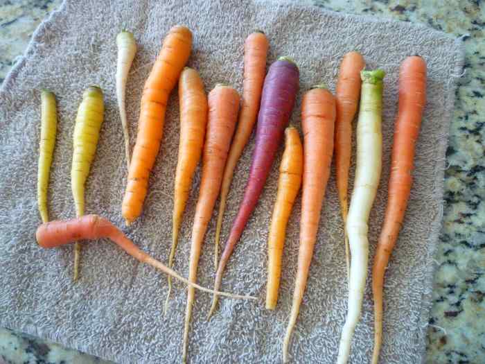 How to Grow Carrots From Seed Dengarden