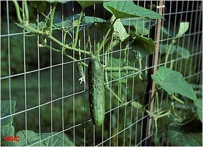 Cucumbers growing on a fence. This is a great way to grow them—they have support to grow up and are easy to pick.