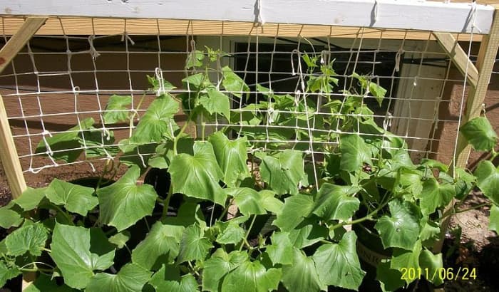 Cucumbers will grow much better vertically than they ever will on the ground.