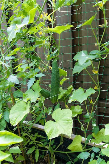 These cucumbers will be easy to harvest. Just walk along the fence and pick.