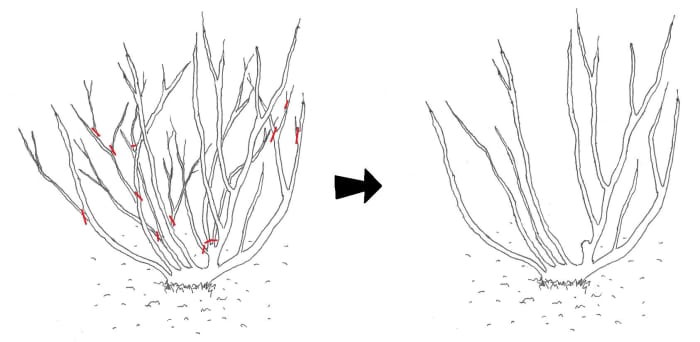 Autumn pruning stage 1: Before and after removal of crossed branches, thin shoots and dead branches, as well as thinning of internal branches, as marked by the red lines.