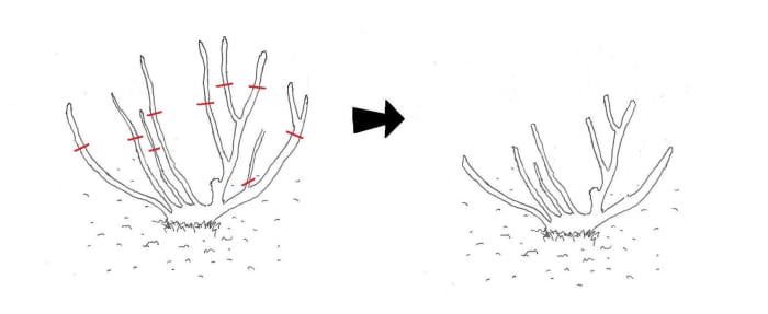 Early Spring pruning stage: Removal of any snow or frost damaged stems and further pruning back into shape of branches to a point where each branch is healthy and is at least 1cm (1/3 inch) thick.