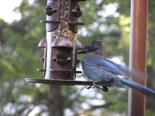 Note the hardened seed cups to resist damage by large birds and squirrels