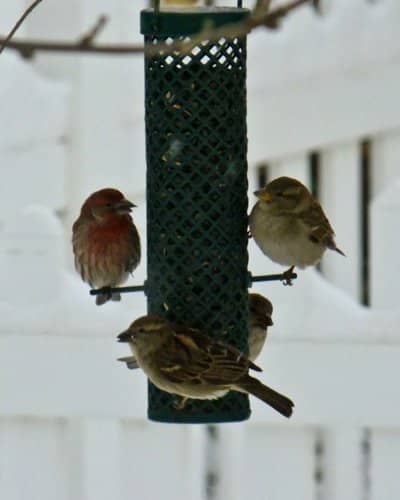In winter, birds crowd the feeders as snow covers their food supplies.