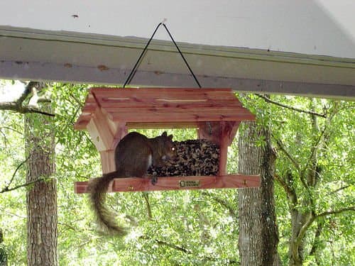 The main problem with flat seed trays. They make such comfie perches for squirrels.