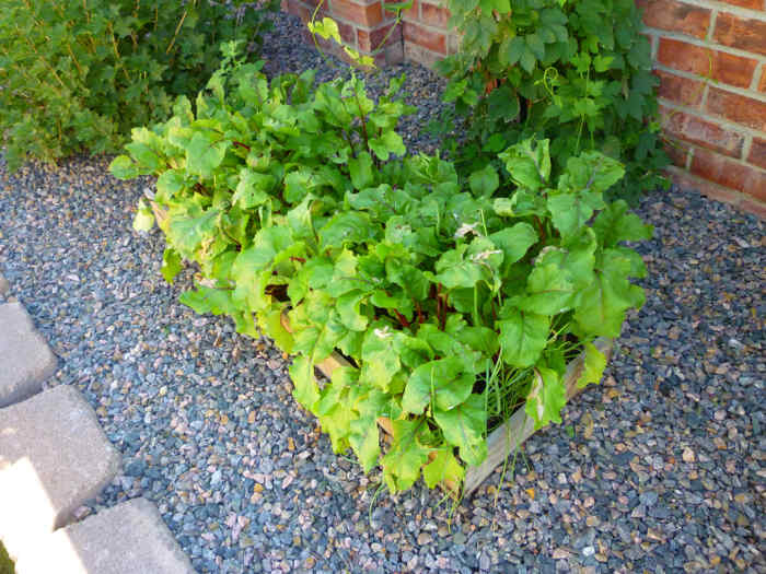 How to Grow Beets in a Container Dengarden