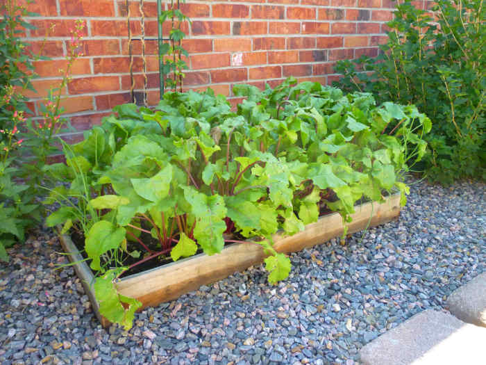 How to Grow Beets in a Container Dengarden