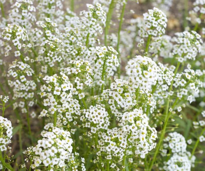 Though commonly thought of as a complementary plant, baby's breath also works great by itself, especially in bunches.
