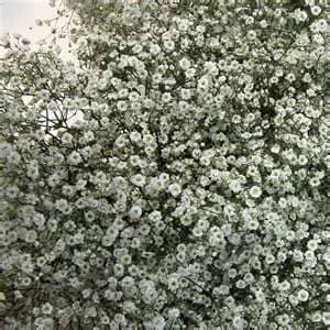 Baby's breath is a low-maintenance plant, generally just requiring some watering and occasional fertilizing.
