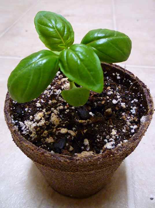 How to Care for Sweet Basil Dengarden
