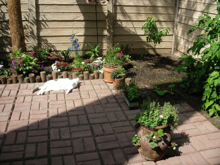 Five hours of daylight means dianthus, lobelias, delphiniums, alyssum. Strawberry pot is in the only patch of 6-7 hours of light! (Note that I created an anti-raccoon and anti-possum cover for it out of rabbit hutch wire, visible in video above.)