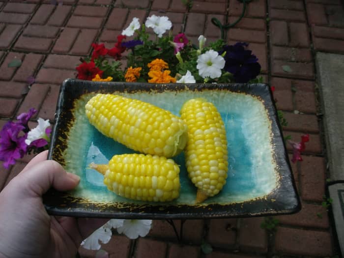 Corn grown entirely in compost with EB Stone organic vegetable fertilizer. Alas, I forgot to take a photo of the pot up on the air conditioner.